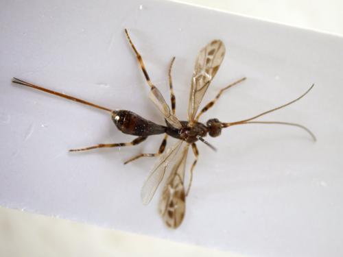 Réf. 226 731 : Wachsmannia spathiiformis